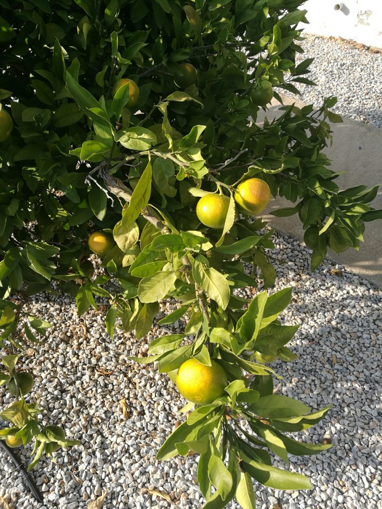 Vårt ehet appelsin tre