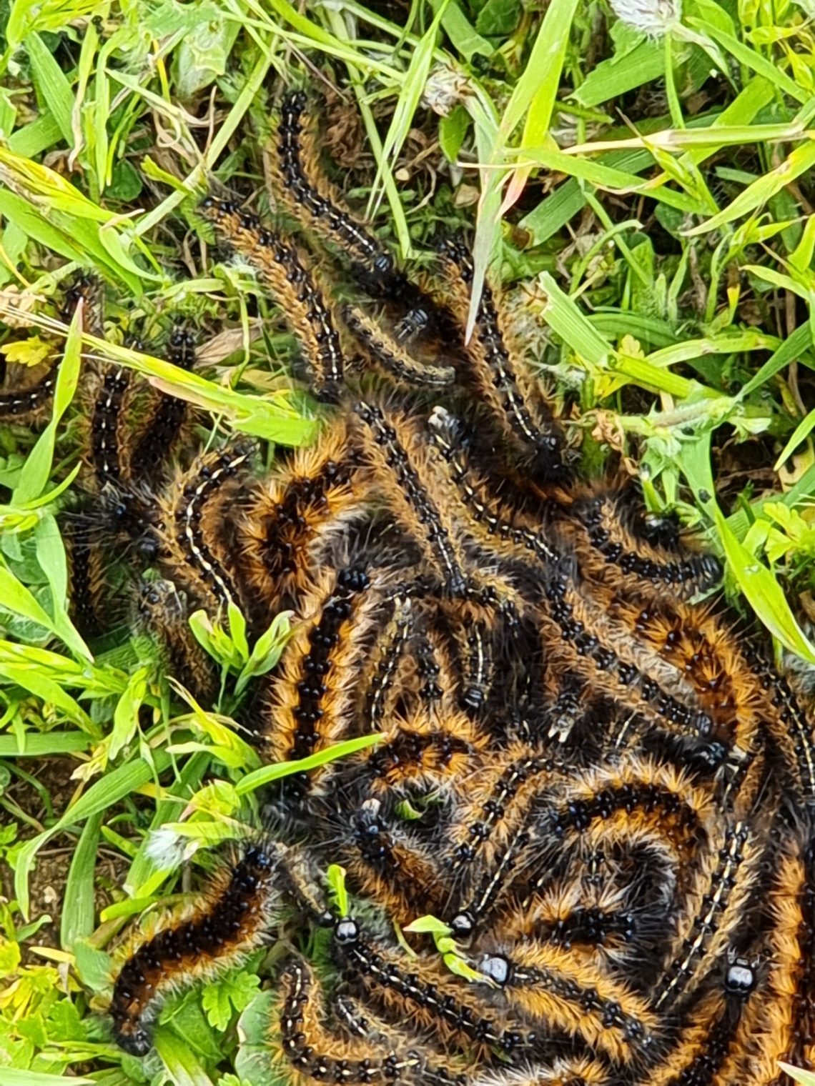 Caterpillars