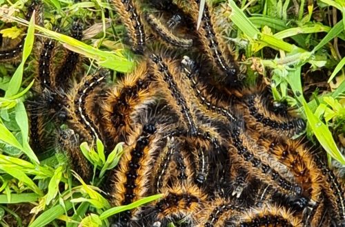 Caterpillars